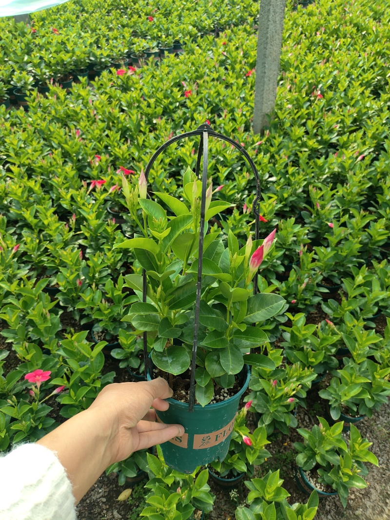 飘香藤