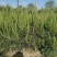 油松0.5-2.0米规格齐全-质量好-价格优惠-全国可发