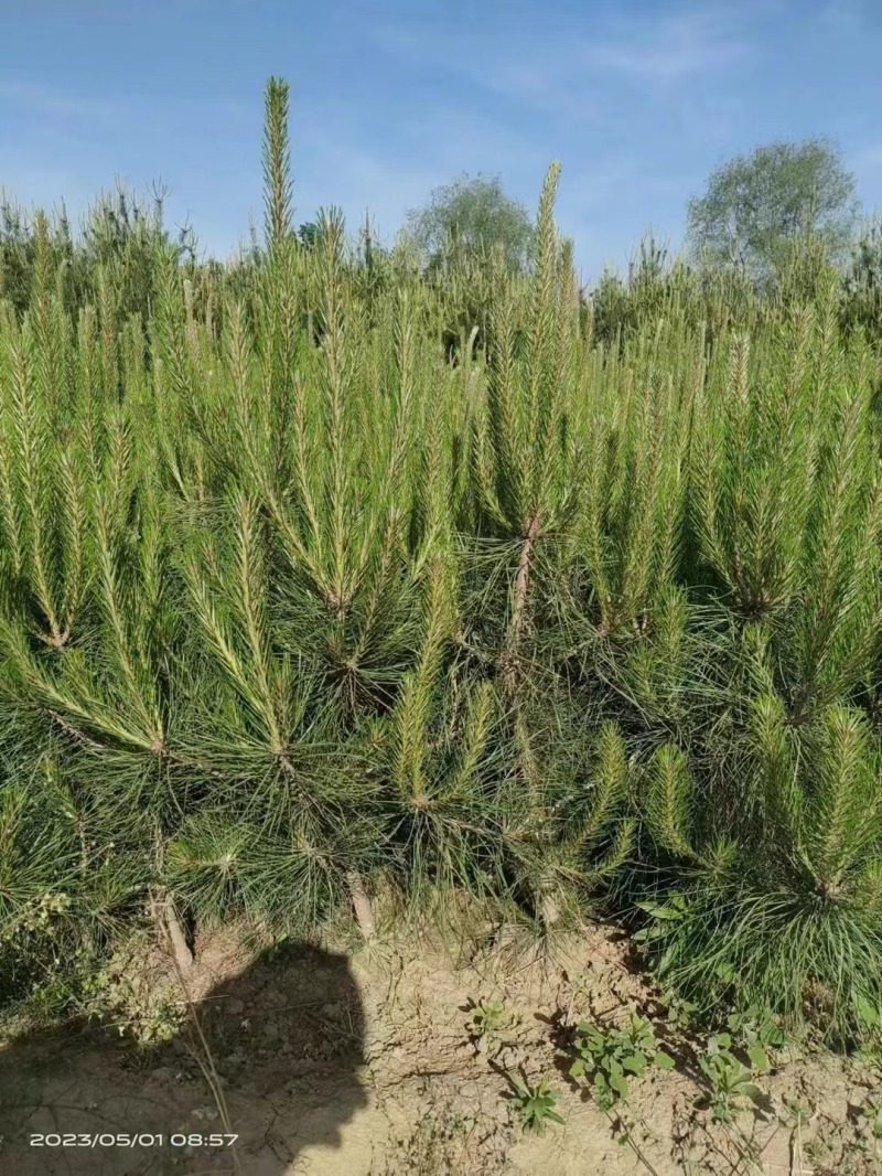 油松0.5-2.0米规格齐全-质量好-价格优惠-全国可发