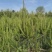 油松0.5-2.0米规格齐全-质量好-价格优惠-全国可发