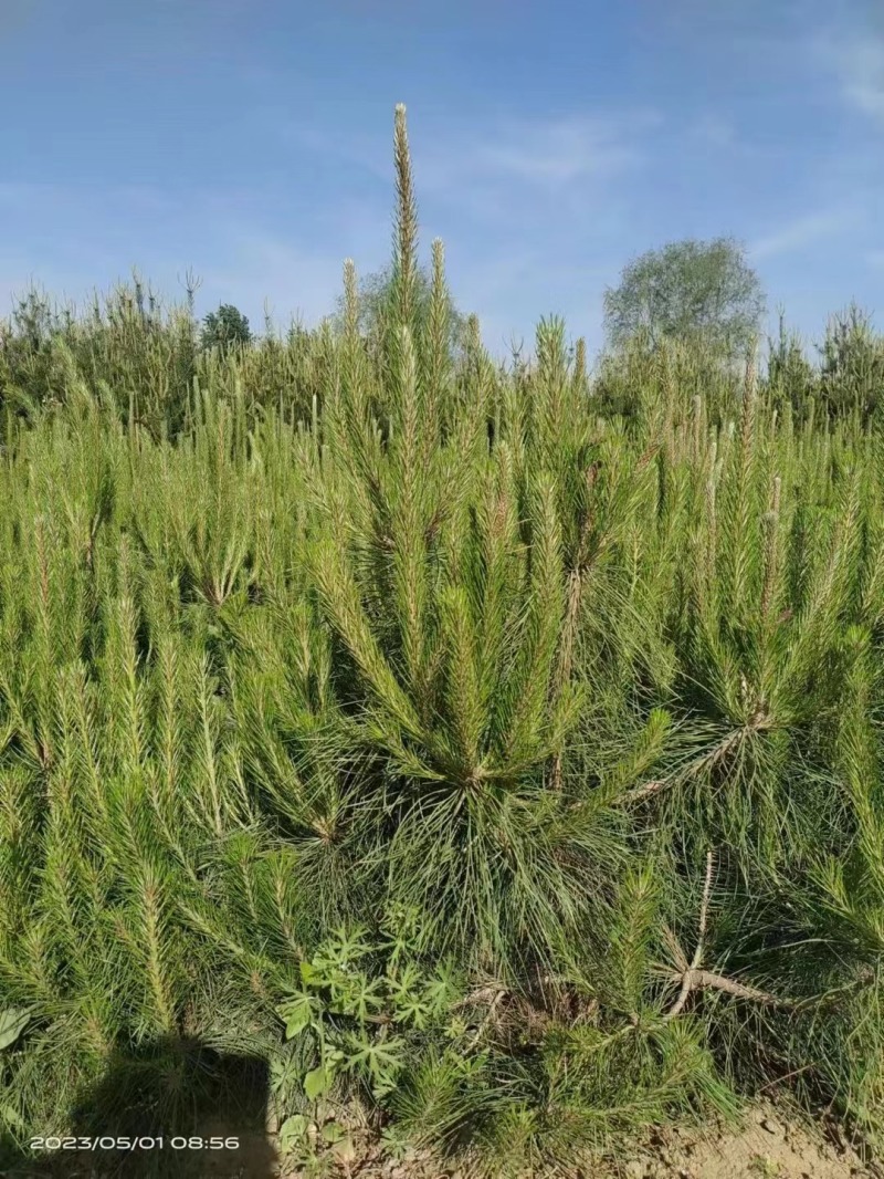 油松0.5-2.0米规格齐全-质量好-价格优惠-全国可发