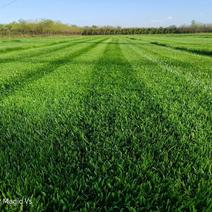 草坪-草皮-马尼拉草坪-质量有保证-全国发货-欢迎致电
