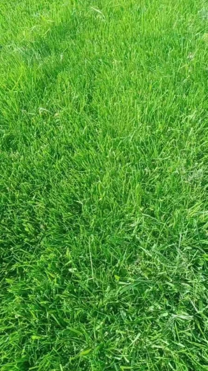 草坪-草皮-马尼拉草坪-质量有保证-全国发货-欢迎致电