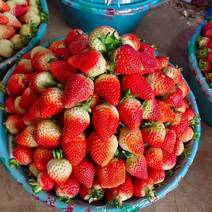 四季草莓，果硬度高，盆子货，泡沫箱