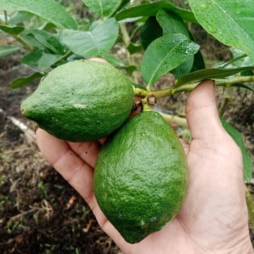 广东香水柠檬基地现摘直发，奶茶店一件代发优先