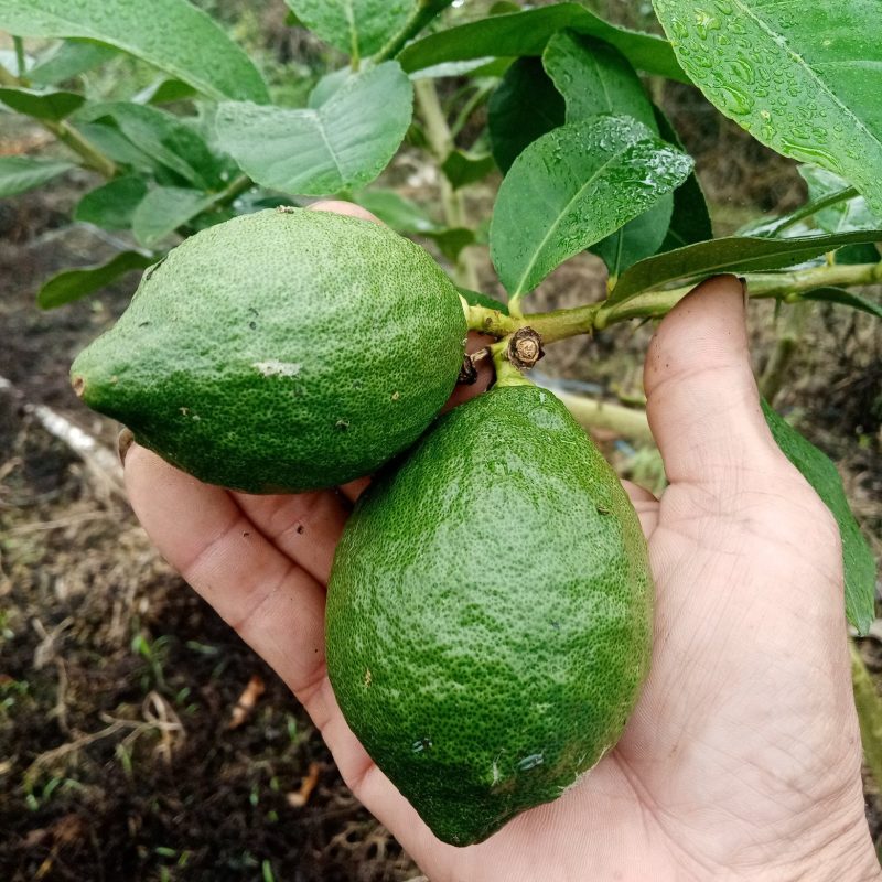 广东香水柠檬基地现摘直发，奶茶店一件代发优先