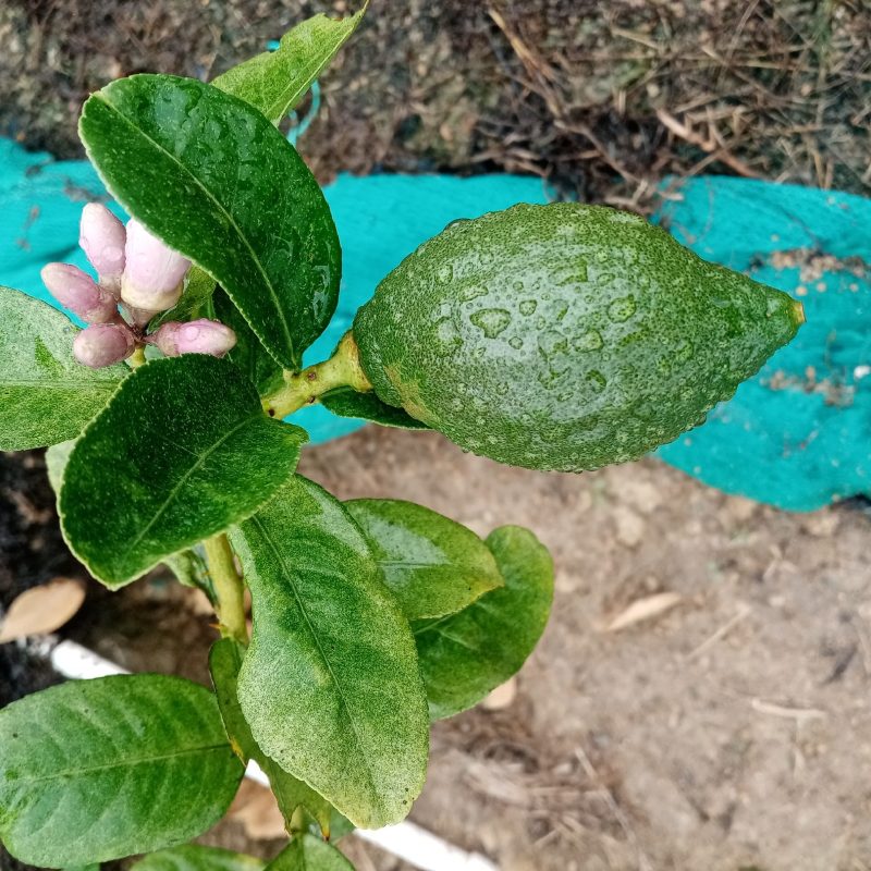 广东香水柠檬基地现摘直发，奶茶店一件代发优先