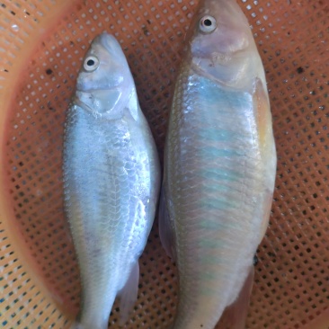 马口苗水花
