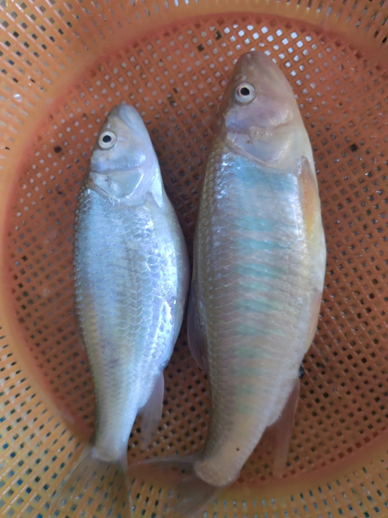 马口苗水花