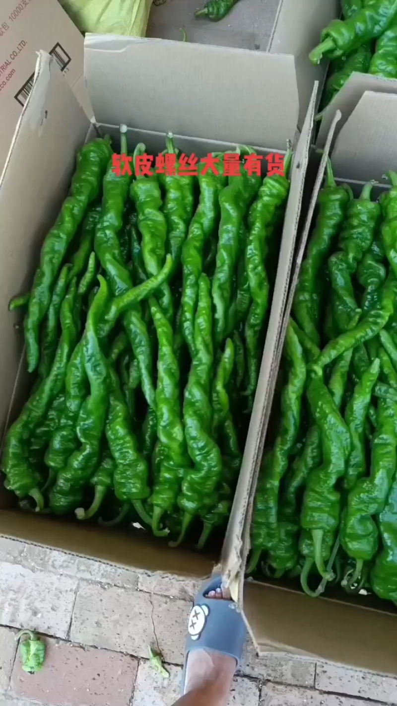 新苗软皮螺丝椒，大量供应餐饮，各大市场，视频可看货