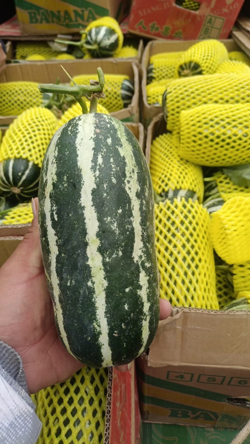【精品】博洋甜瓜大量供应，对接市场电商平台欢迎咨询采购