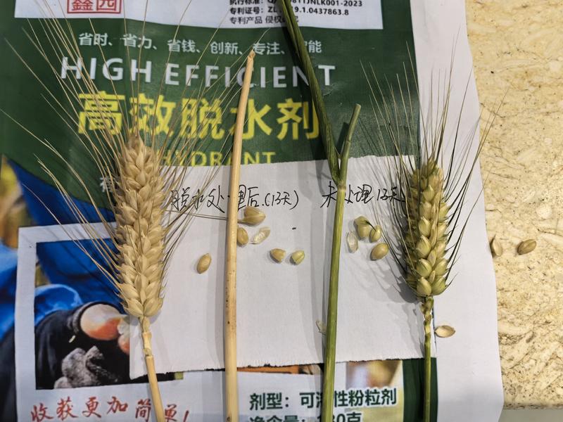 水稻，小麦，玉米早收十天，增产5%