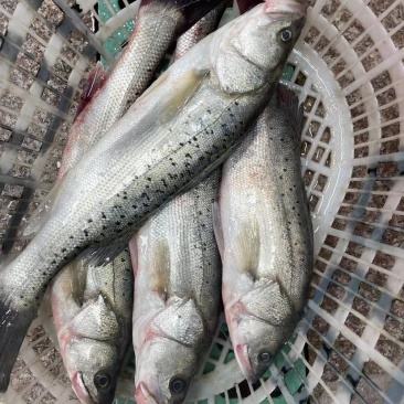 海鲈鱼