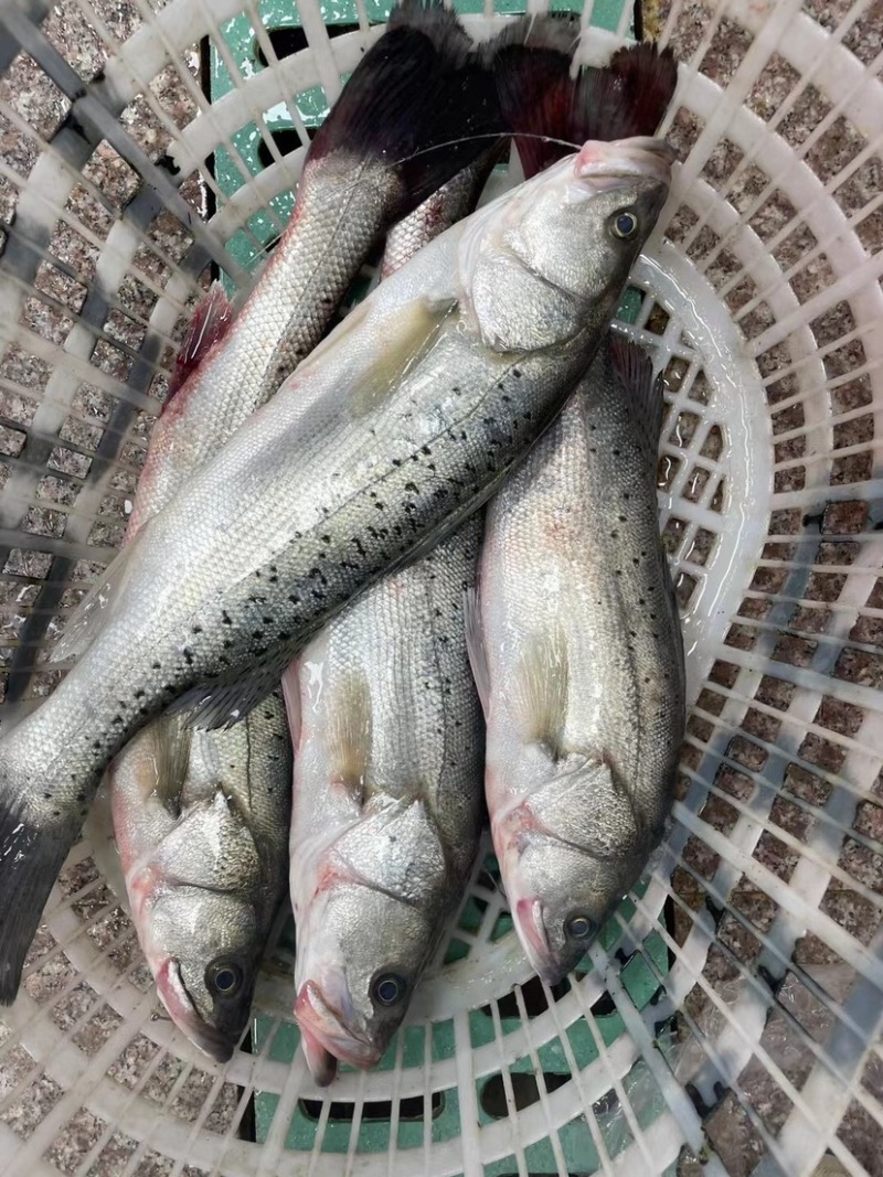 海鲈鱼