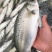 海鲈鱼