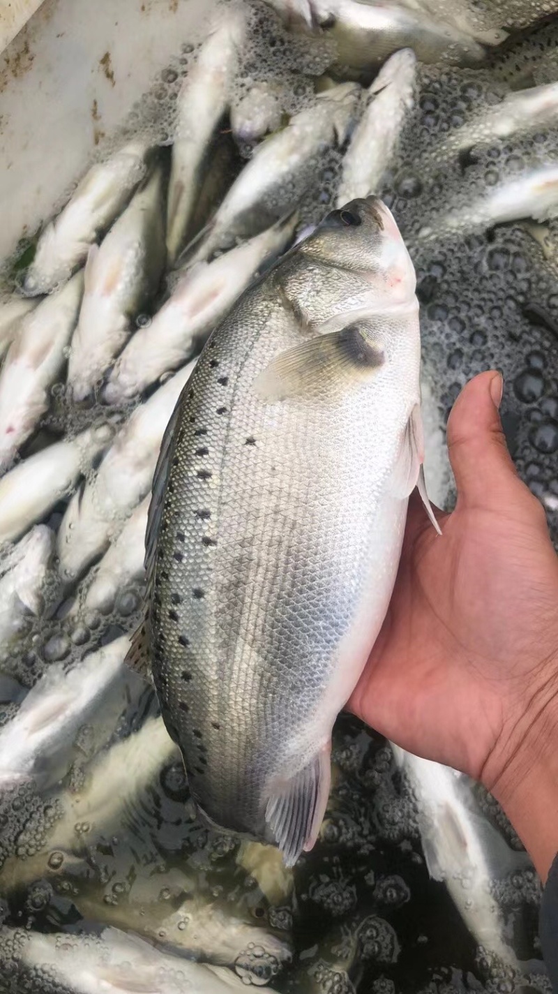 海鲈鱼