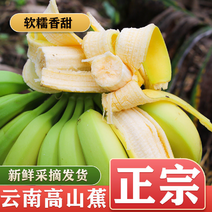 【视频】云南河口香蕉巴西蕉新鲜采摘货发全国