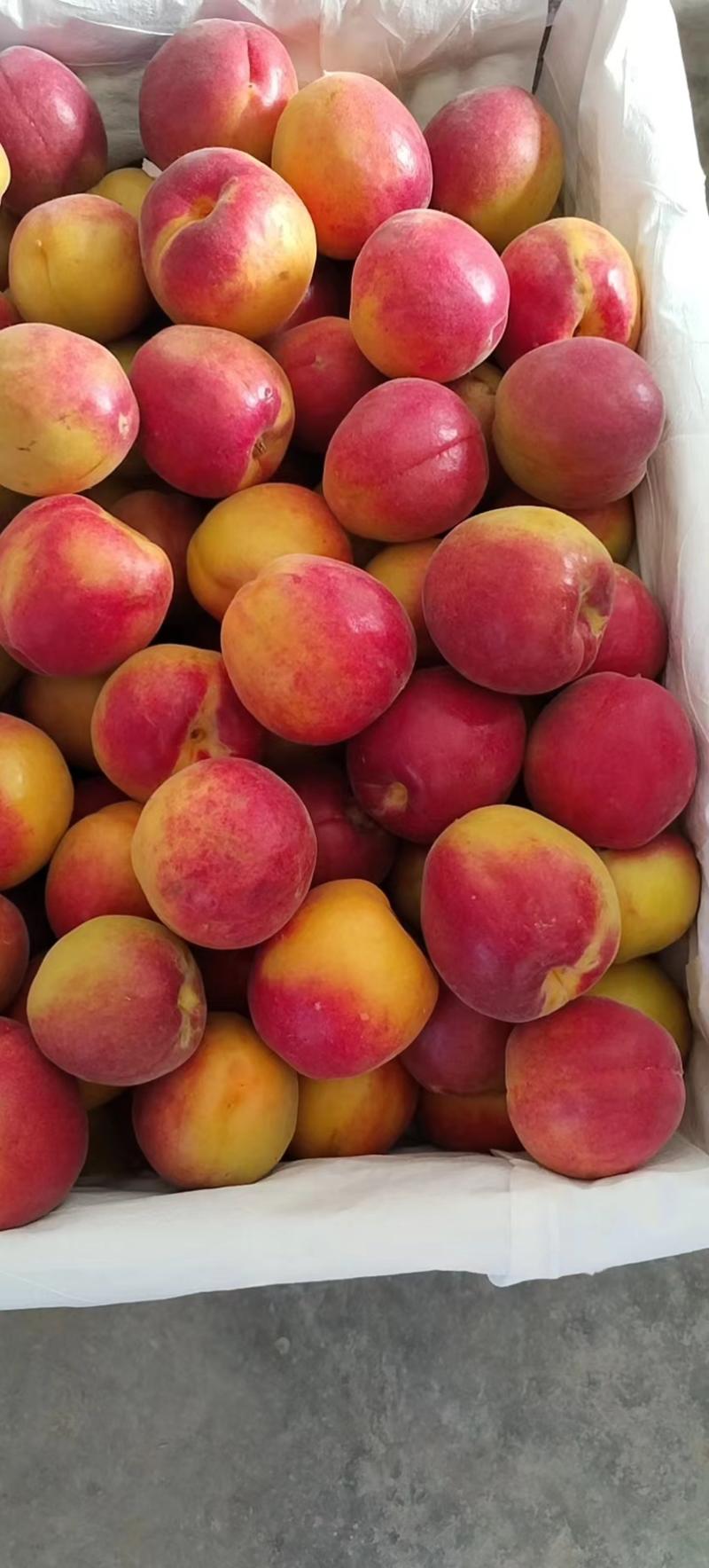 丰园红杏大量现货，价格优惠，可全国发货，欢迎采购