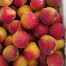 丰园红杏大量现货，价格，可全国发货，欢迎采购