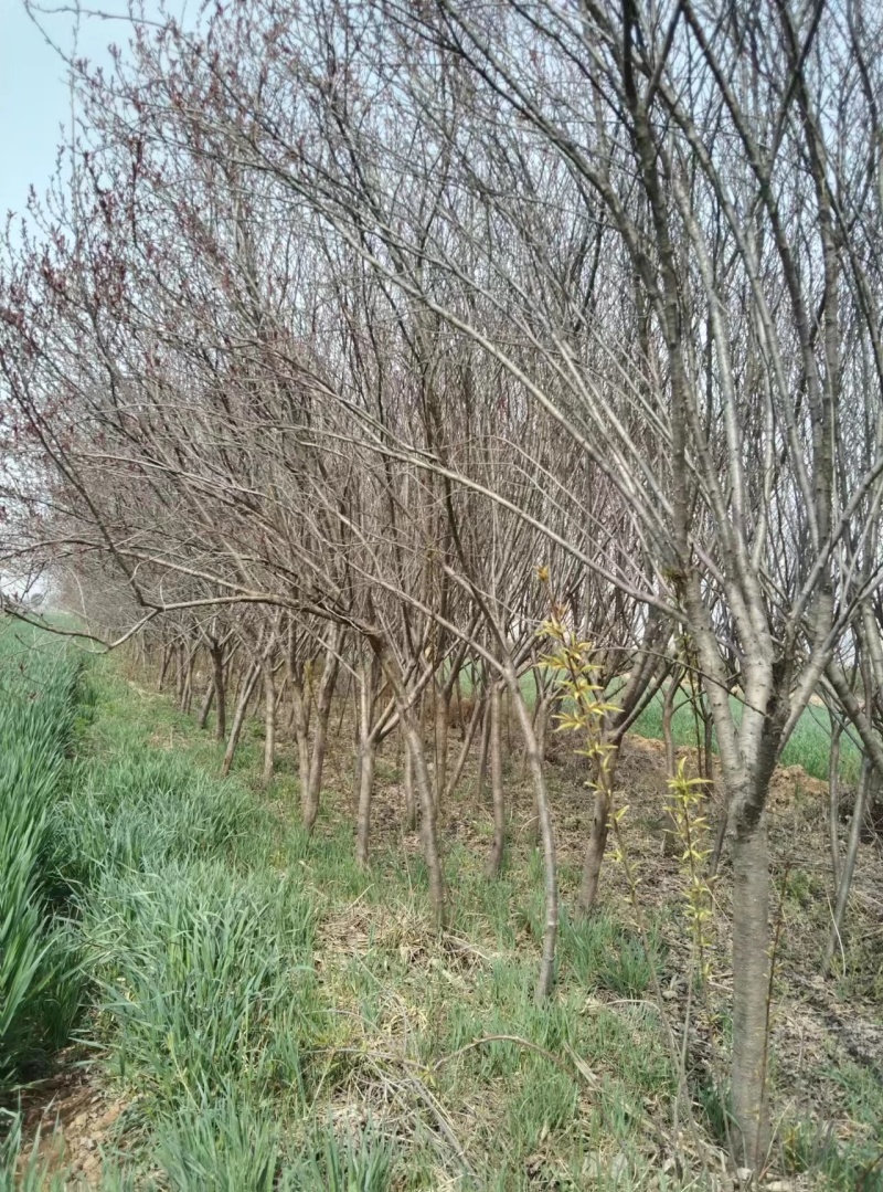 紫叶矮樱地径5公分6公分独干工程苗紫叶矮樱