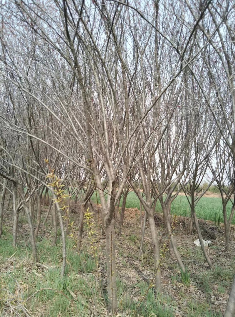 紫叶矮樱地径5公分6公分独干工程苗紫叶矮樱