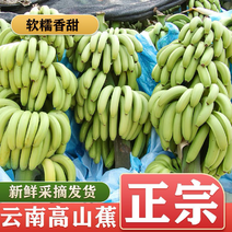 【实力推荐】优质香蕉云南巴西蕉软糯香甜质量保证