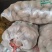 精品粗皮青薯九号大量现货，无虫眼草眼，无机械伤，产地直发