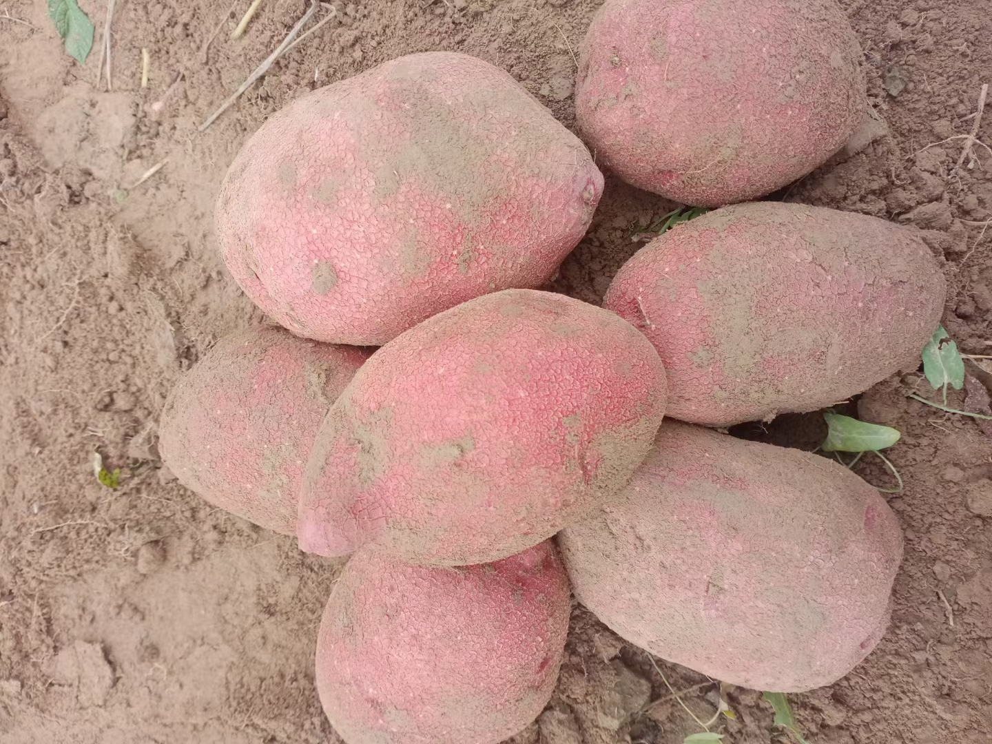 桂葛1号在广西横州示范基地春季种植第180天,垄面平整无裂缝,主蔓长4.2m,每株结薯3–5个,薯形纺锤、表皮浅褐色光滑,单薯重1.5–2.8kg,基部无须根缠绕,体现品种结薯集中、膨大同步的高产特性 桂葛1号田间结薯实景图