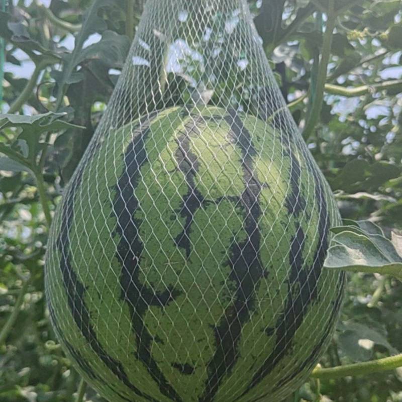西昌大棚麒麟美都吊瓜