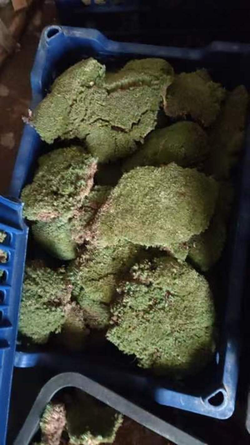 野生白发苔藓