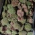 野生白发苔藓