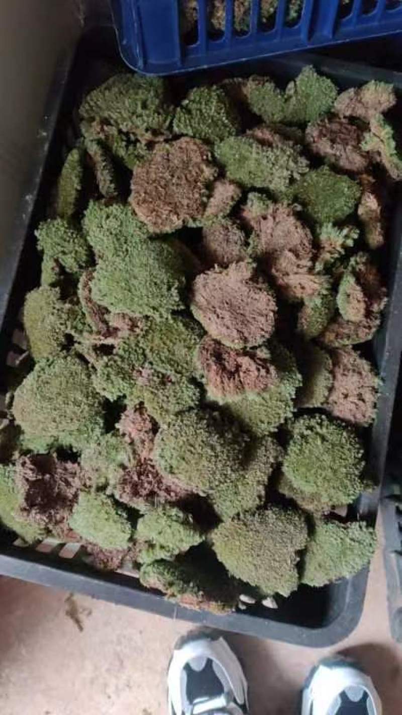 野生白发苔藓
