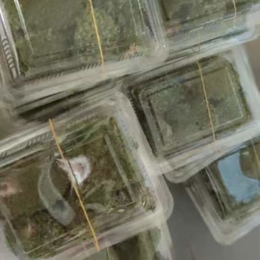 野生白发苔藓