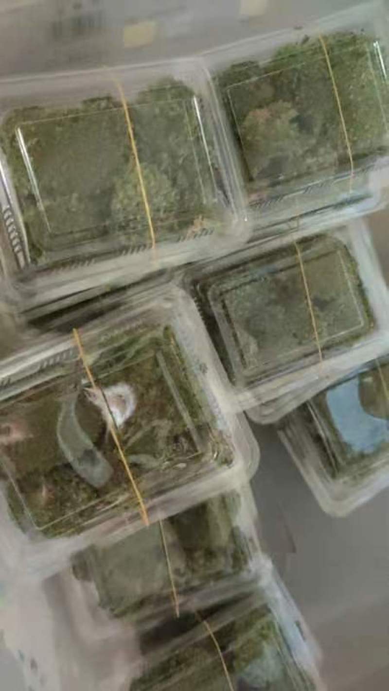 野生白发苔藓