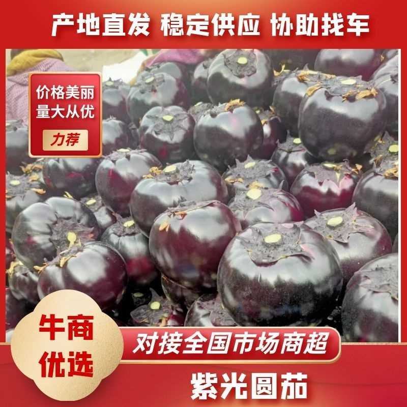 聊城东昌府区沙镇万亩蔬菜直供紫光圆茄适合各大商超