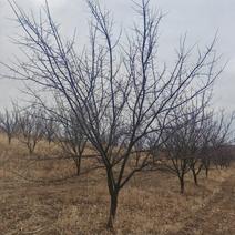 各种果树苗占地树苗绿化树苗出售