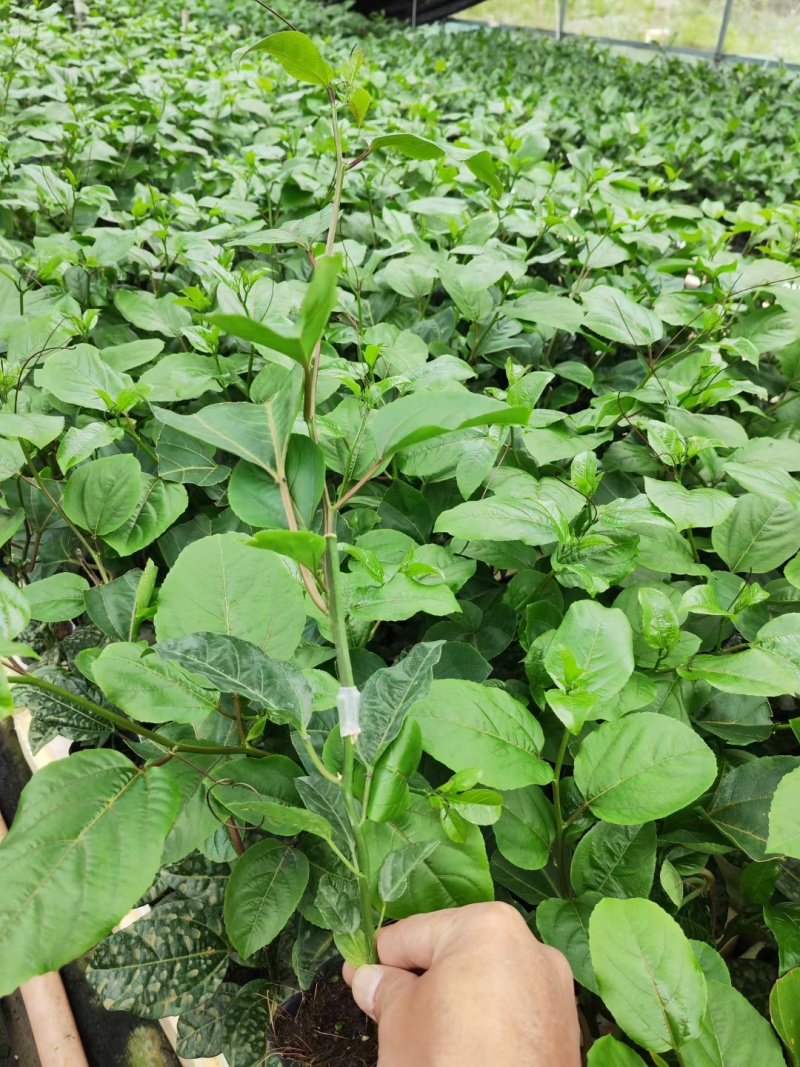 黄金百香果嫁接苗，现货20万棵，欢迎订购！