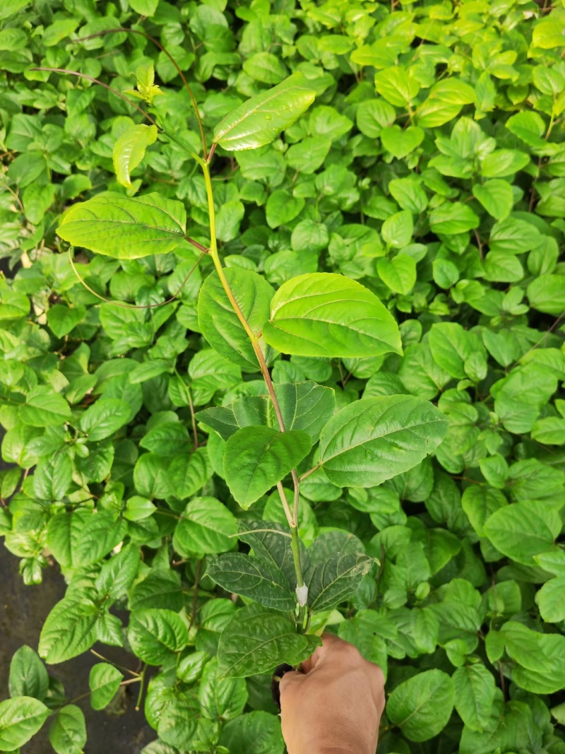 黄金百香果嫁接苗，现货20万棵，欢迎订购！