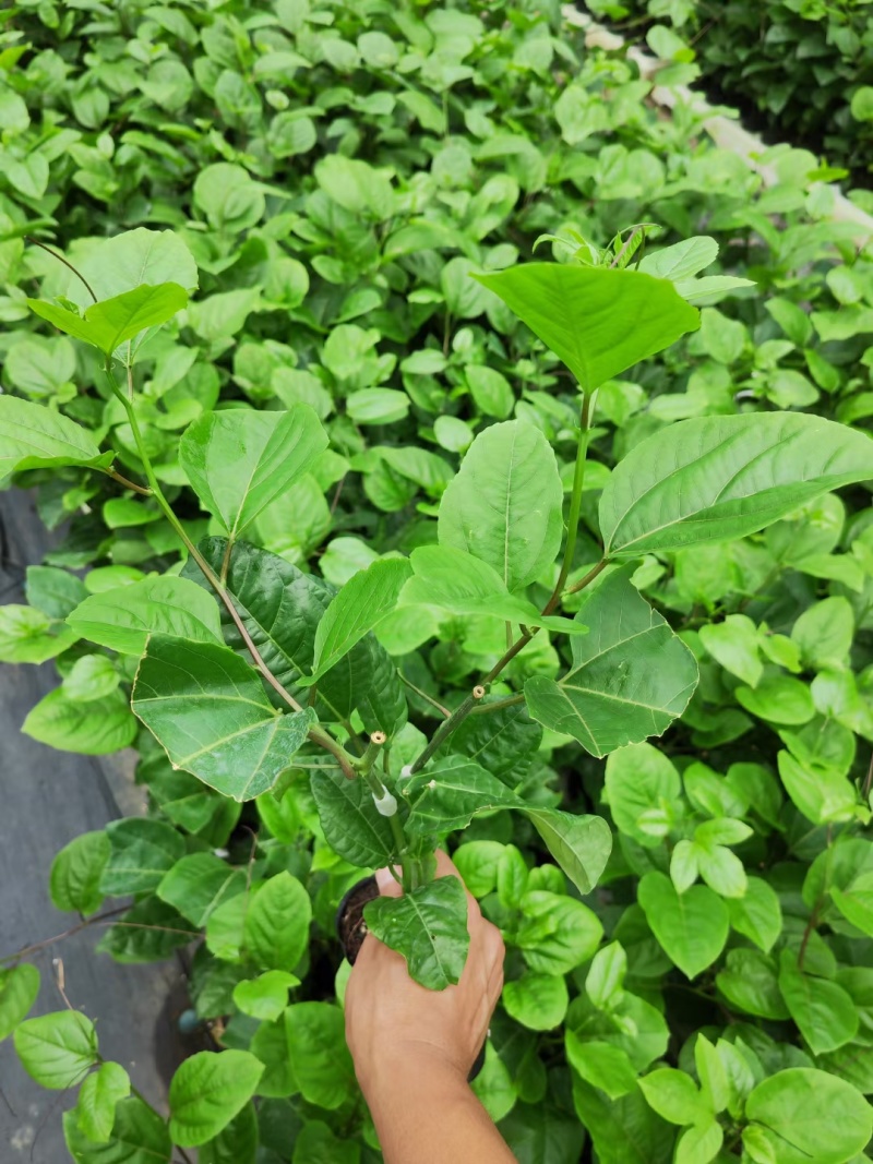 黄金百香果嫁接苗，现货20万棵，欢迎订购！