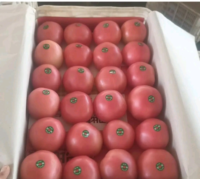 【推荐】河北邯郸西红柿硬粉西红柿品质好欢迎电联