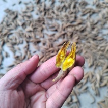 黄丝郁金晒货