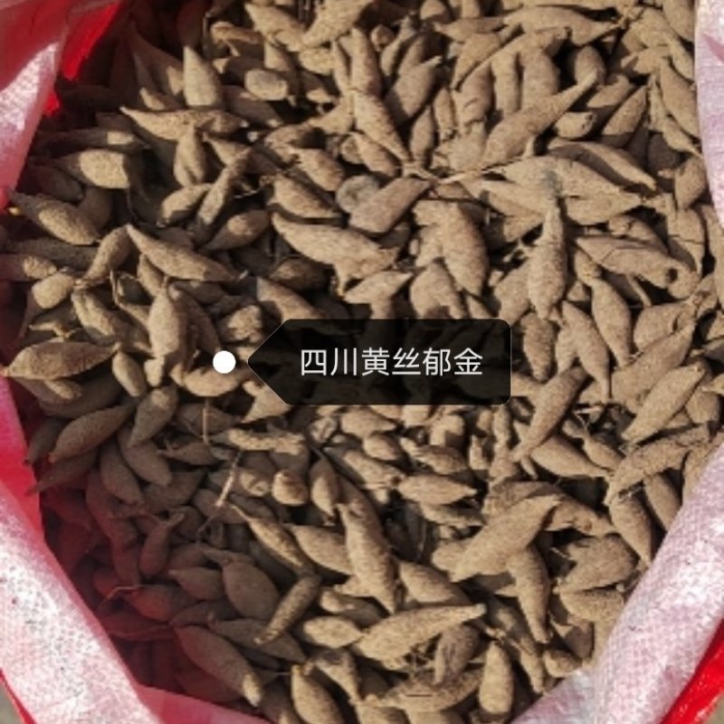 黄丝郁金晒货