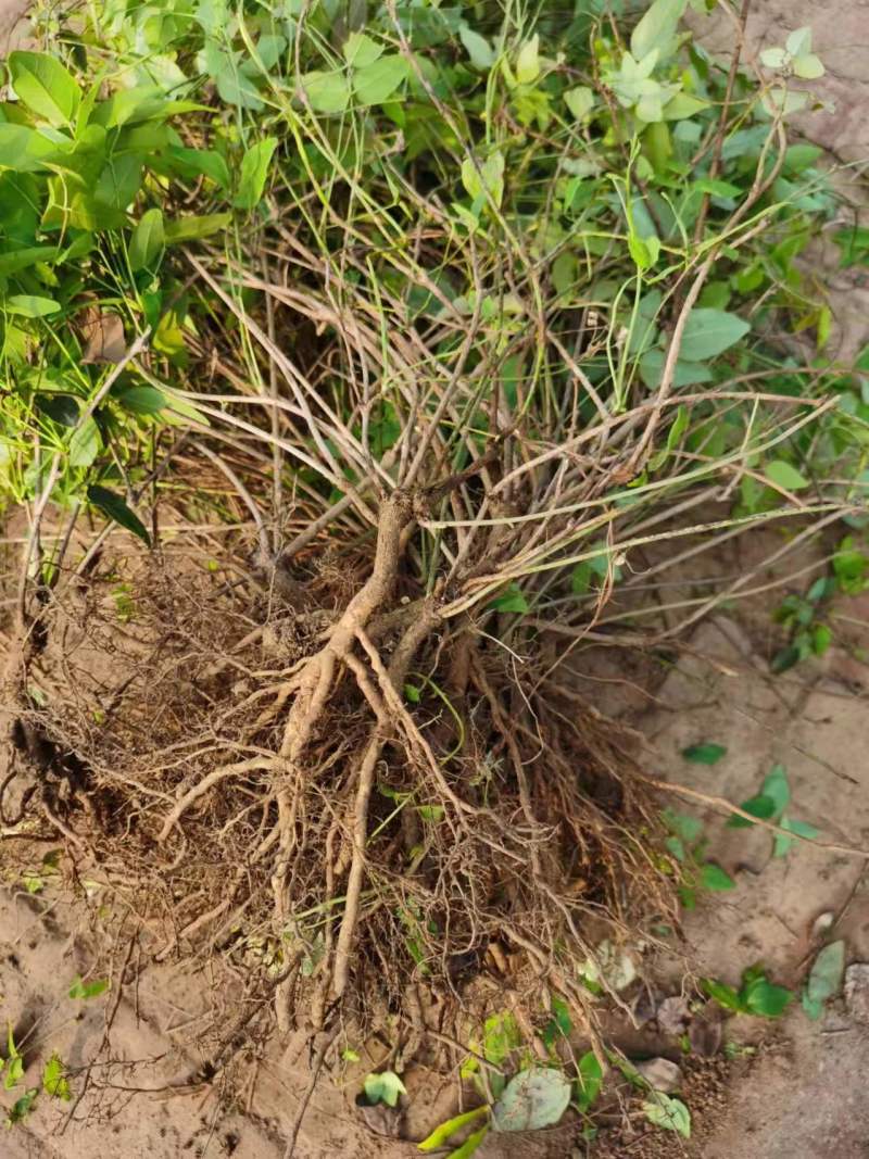 正宗八月瓜苗果树苗基地八月炸瓜果苗水果树苗当年结果包成活