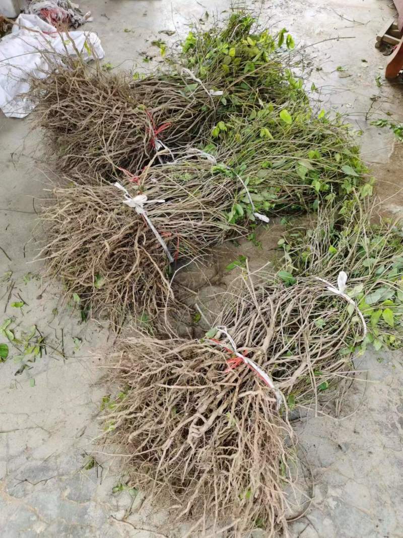 正宗八月瓜苗果树苗基地八月炸瓜果苗水果树苗当年结果包成活