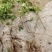 正宗八月瓜苗果树苗基地八月炸瓜果苗水果树苗当年结果包成活
