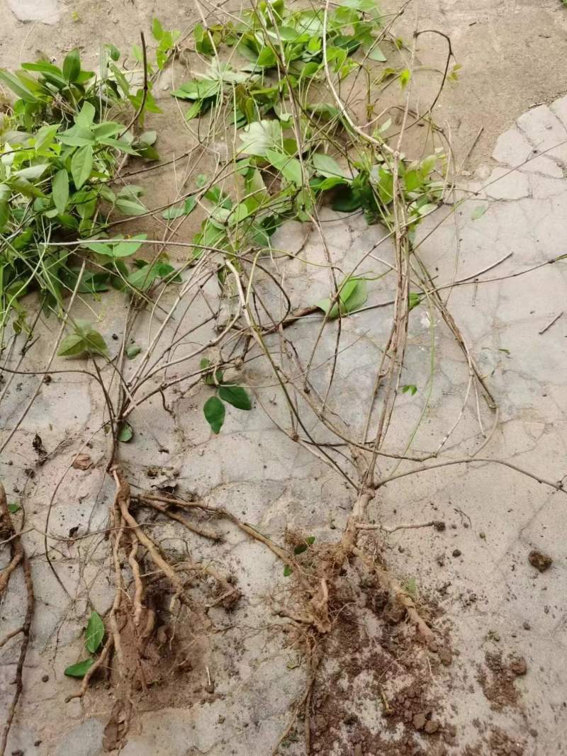 正宗八月瓜苗果树苗基地八月炸瓜果苗水果树苗当年结果包成活