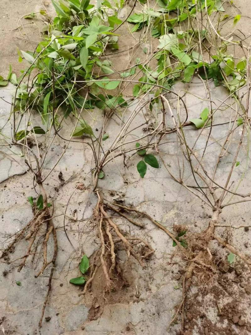 正宗八月瓜苗果树苗基地八月炸瓜果苗水果树苗当年结果包成活