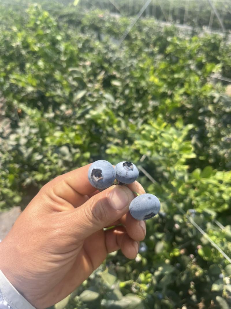 云南澄江蓝莓