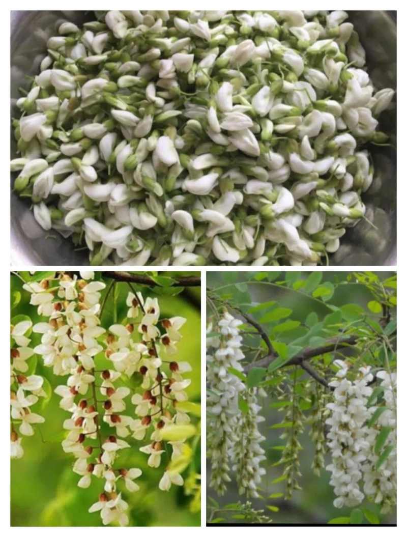 新鲜洋槐花