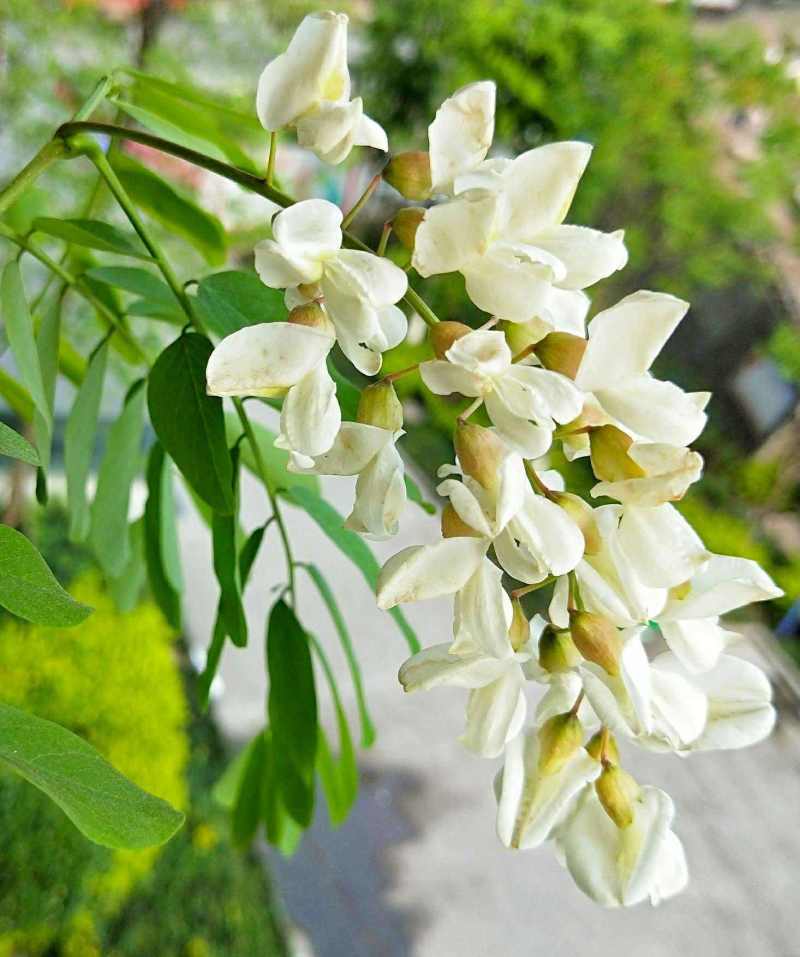 新鲜洋槐花